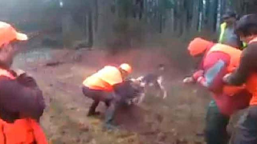 La Guardia Civil identifica a tres cazadores de Ribadeo por matar con ensañamiento a un jabalí