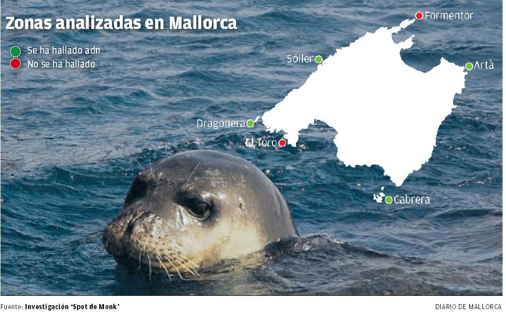 La foca monje, más cerca de Mallorca