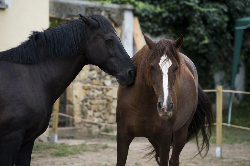 'Coaching' con caballos para empresarios