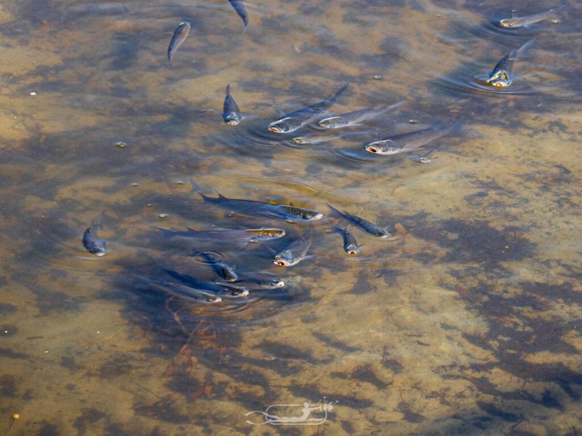 FOTOS | La mortandad de peces y fauna en el Riuet de s'Illot, en imágenes FOTOS | La mortandad de peces y fauna en el Riuet de s'Illot, en imágenes