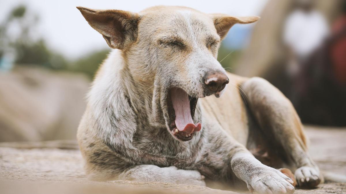 El bostezo de los perros no siempre implica cansancio.