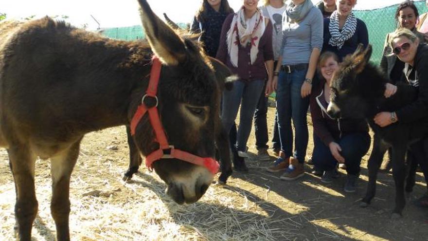 Adoptar un burro como regalo de Reyes - La Opinión de Málaga