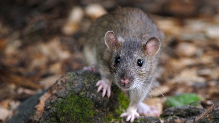 Chinches de cama, termitas o ratas: Las plagas no dan tregua en invierno