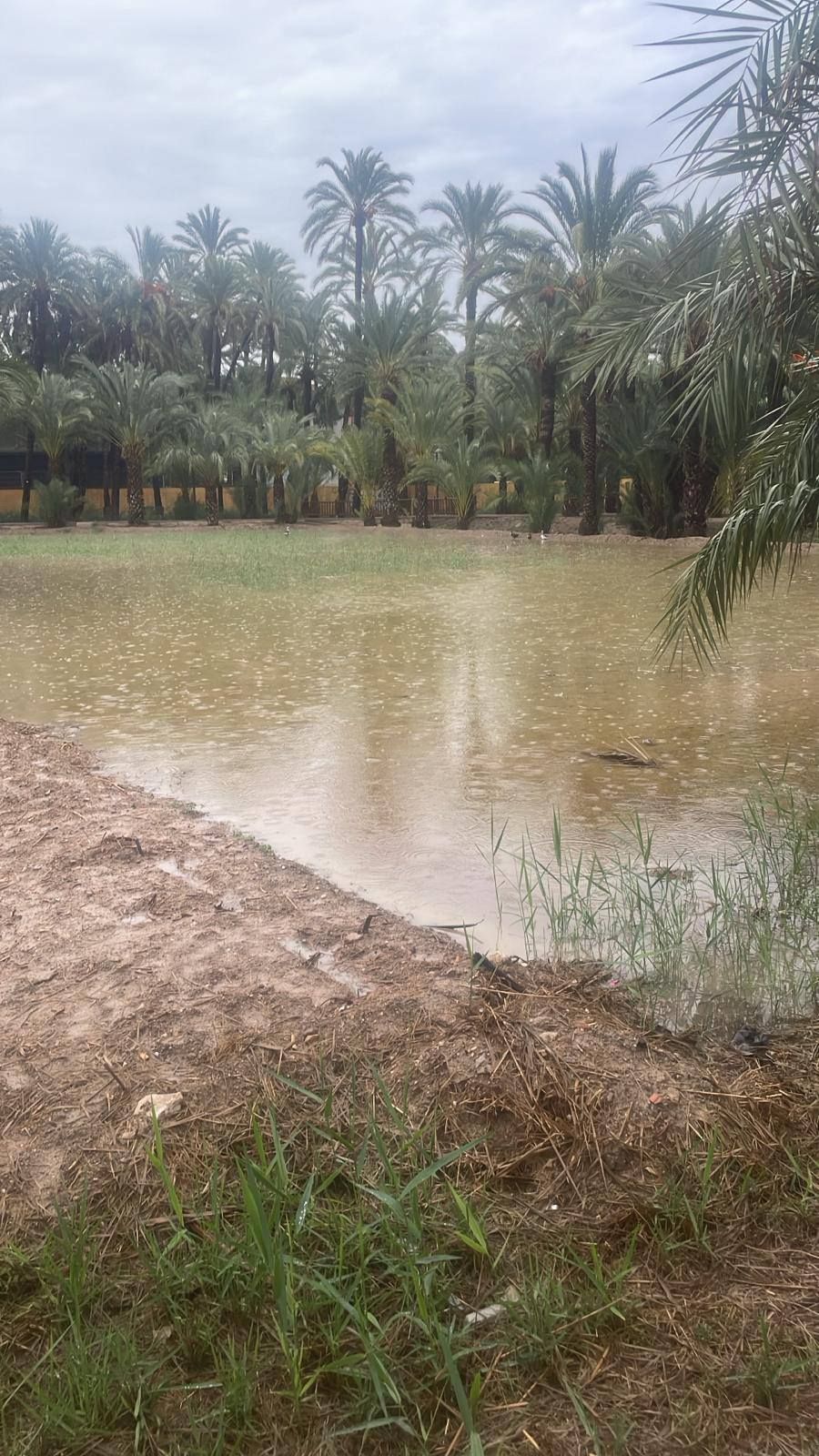 Así está el Palmeral de Orihuela después de la dana Alice