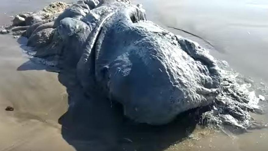 Un monstruo marino aparece en las playas de Acapulco