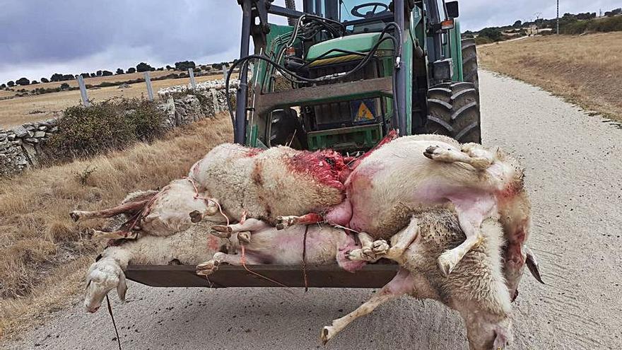 Traslado de los cadáveres de las ovejas en la pala del tractor. | Cedida