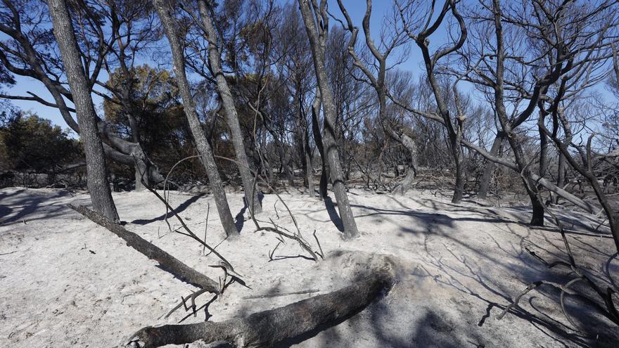 Así ha quedado la zona afectada por el incendio en el Saler