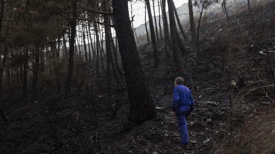 Un vecino observa un terreno quemado por el fuego de octubre en el Valledor.