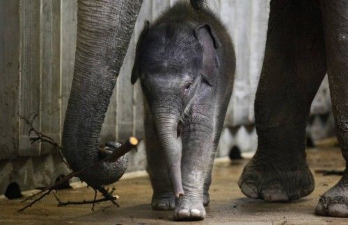 Un elefante recién nacido trata de coger una rama que le ofrece su madre