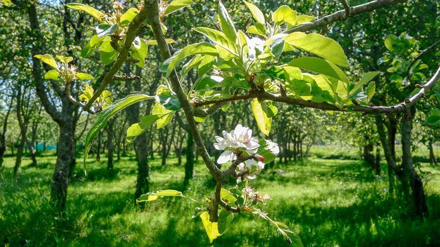 Este abril, si!: Tes que visitar A Estrada