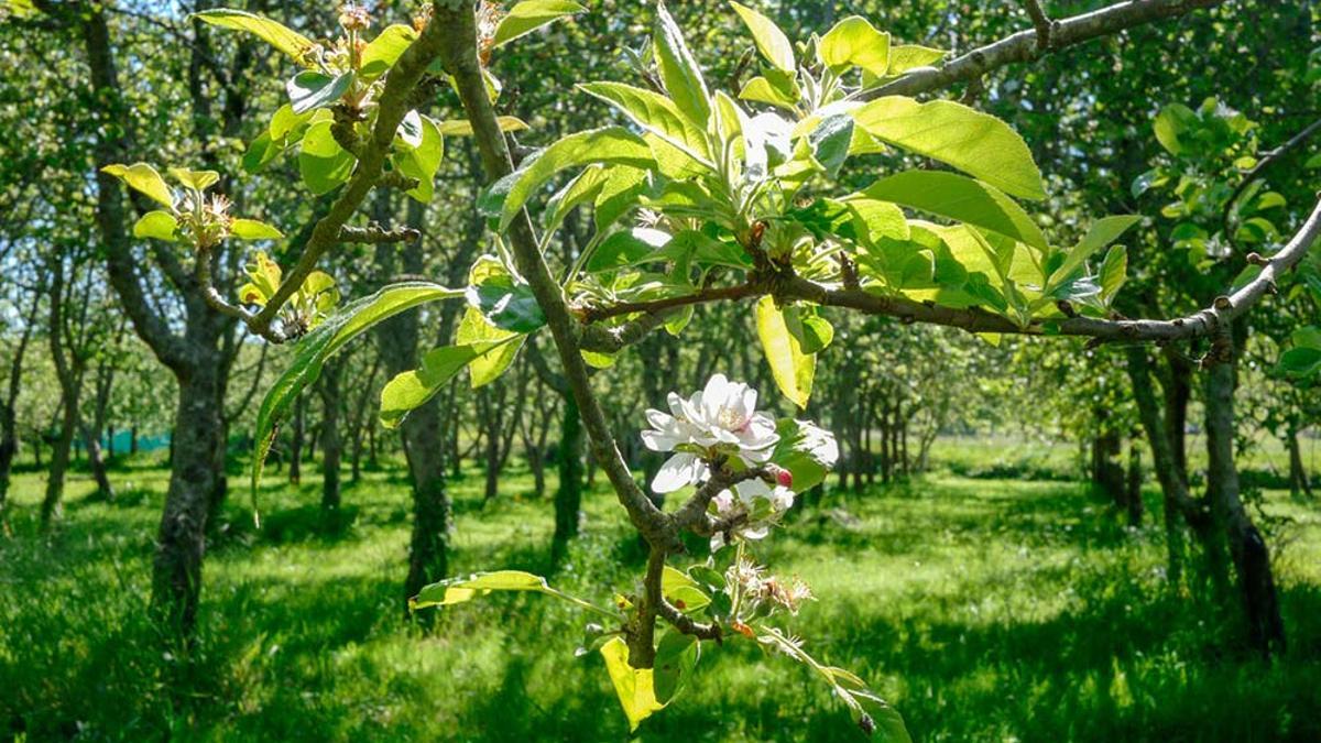 Manzanos en flor na Estrada, rebosante de plans para gozar do turismo activo en primavera.