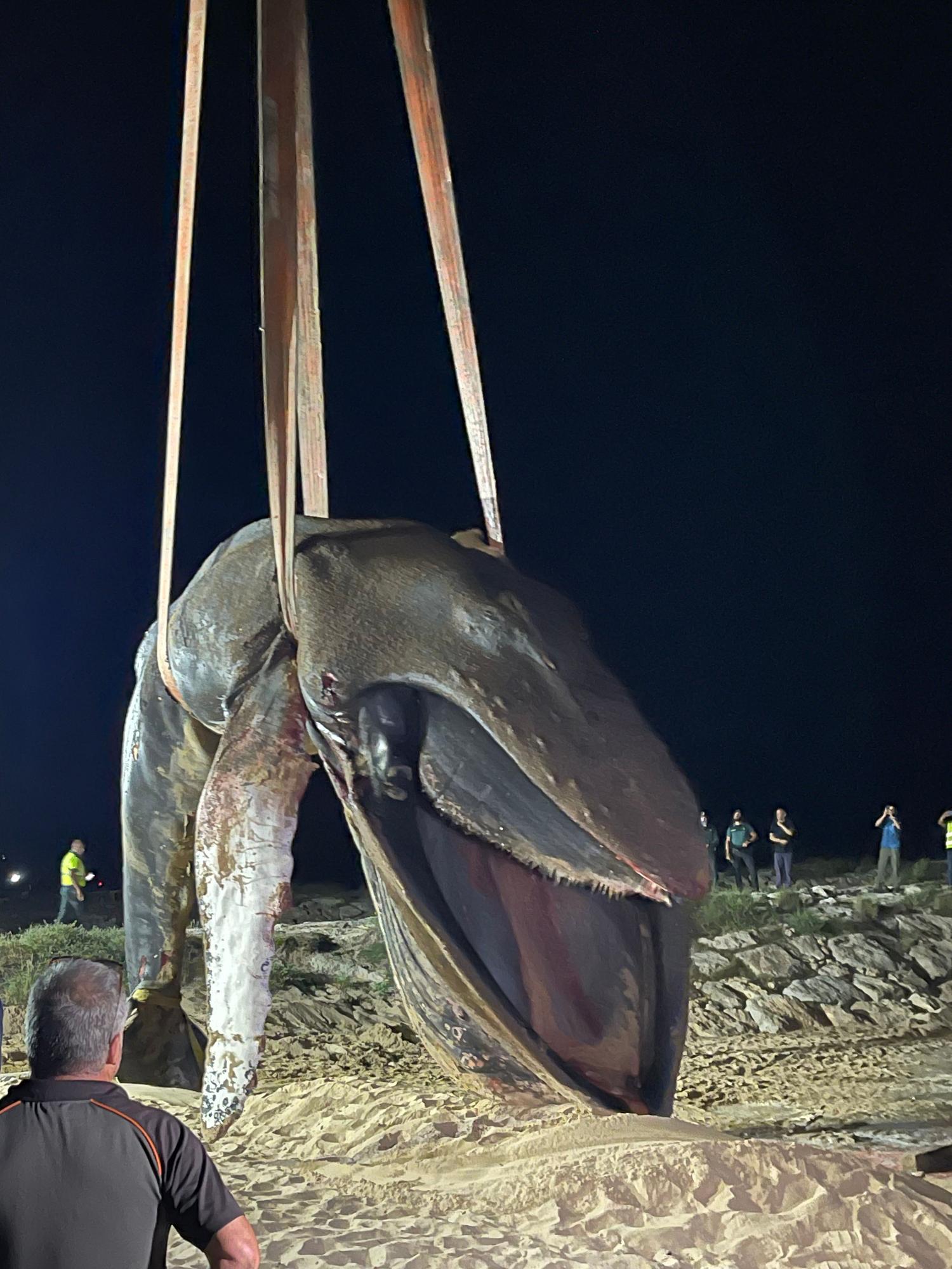 Operación final para el traslado de la ballena muerta en Tavernes