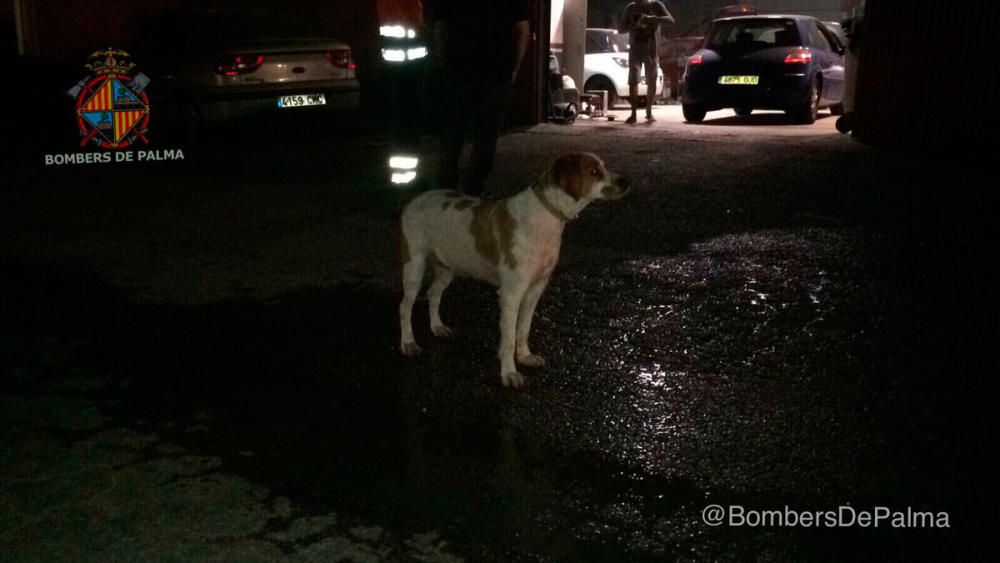 Los bomberos rescatan a un perro atrapado en un incendio en Son Castelló