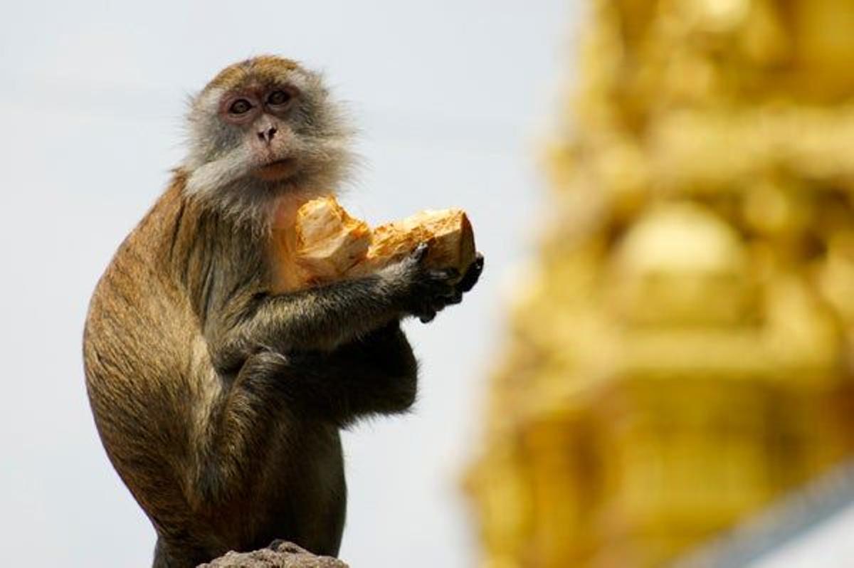 Colonias de monos comparten los templos con los peregrinos