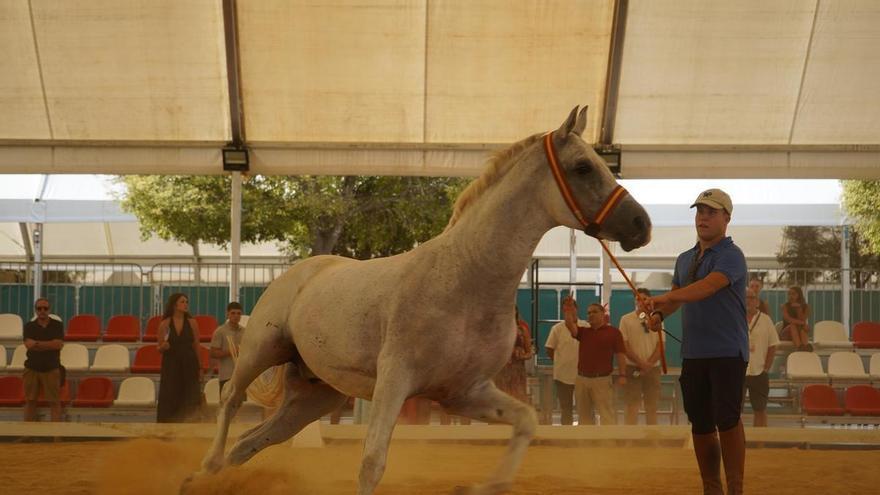 La Fira del Bestiar abre en Xàtiva con debate por la ausencia de ganaderos históricos