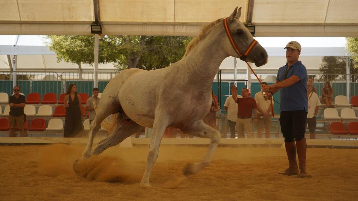 Una exhibición ecuestre coordinada en la primera jornada de la Fira del Bestiar.