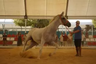 La Fira del Bestiar abre en Xàtiva con debate por la ausencia de ganaderos históricos