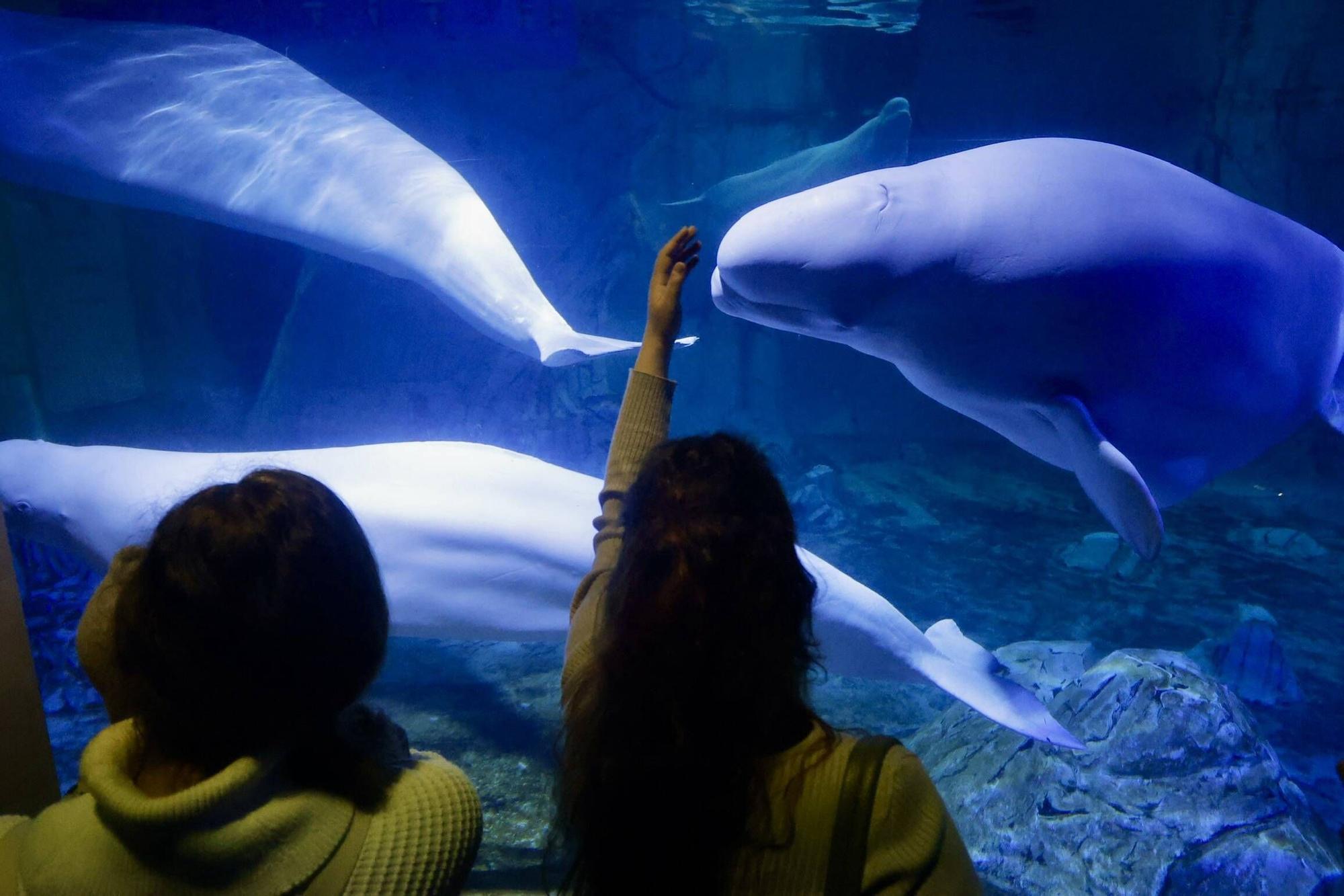 Las cuatro belugas del Oceanogràfic ya nadan juntas en València