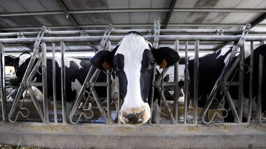 Vacas en una explotación láctea en Galicia.