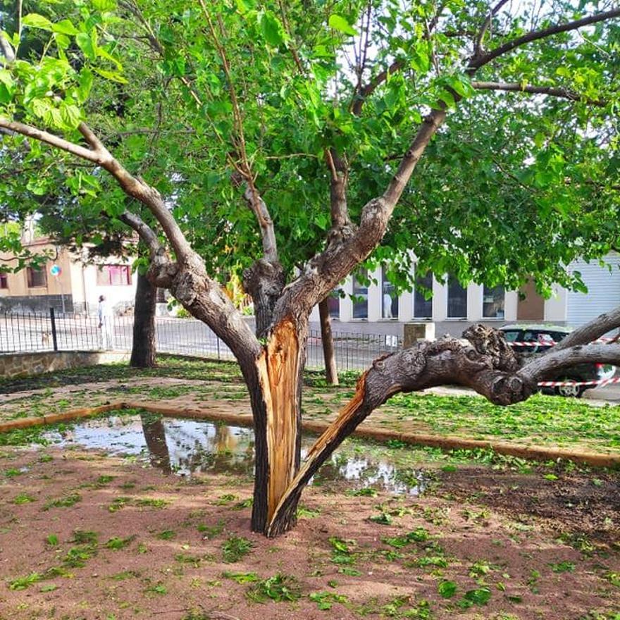 Un árbol partido en dos en el casco urbano de La Romana.
