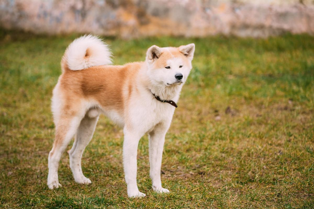 El perro de raza akita inu.