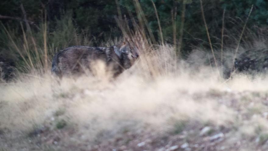 Pontevedra es la única provincia gallega donde no aumentan los ataques del lobo