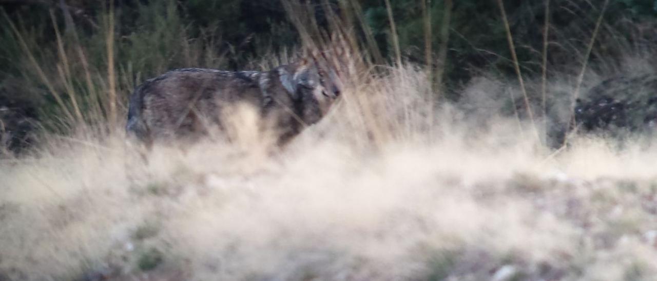 Ejemplar de lobo en una zona de montaña de Galicia. |   // M.N.M.