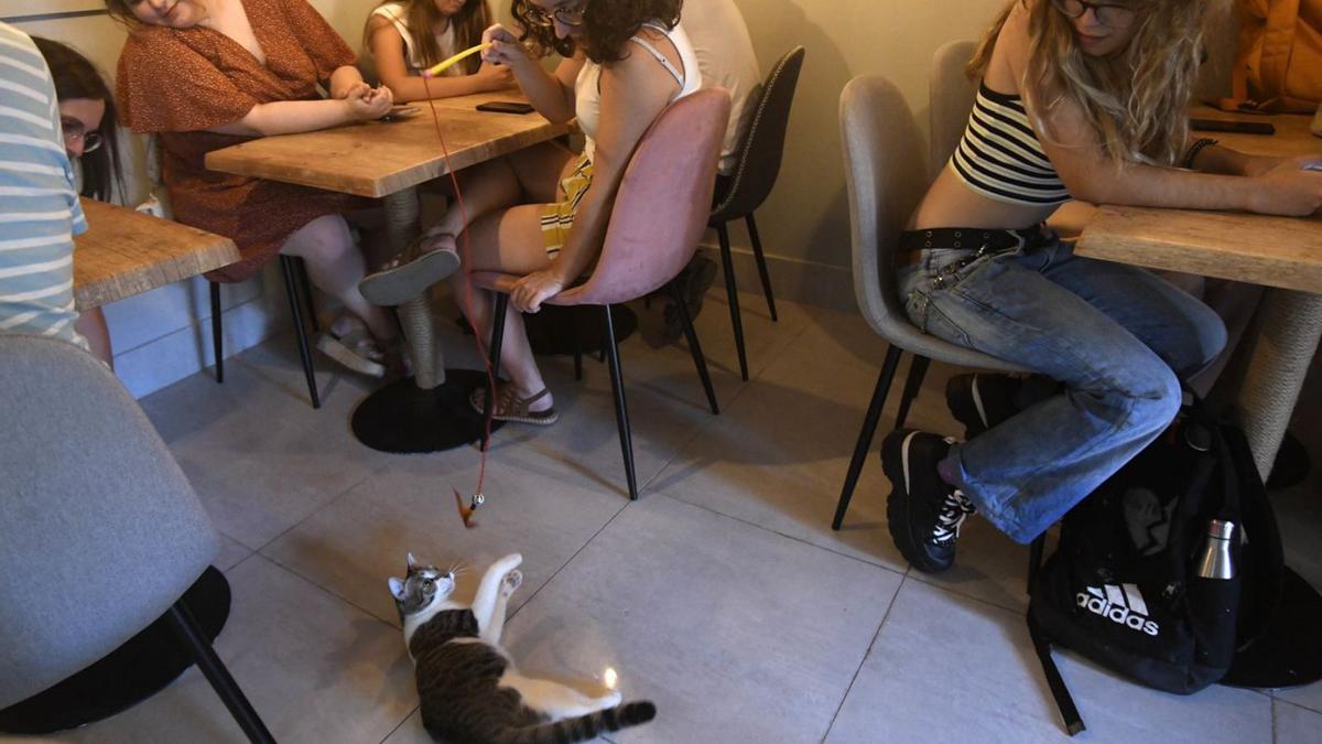 Clientes de La Gatera jugando con Boletus mientras se toman una bebida. | ISRAEL SÁNCHEZ