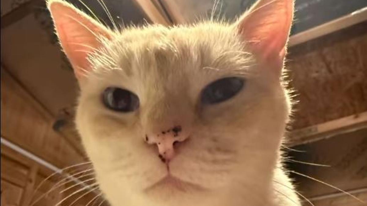 Mars, el gatito ibicenco rescatado por una turista inglesa