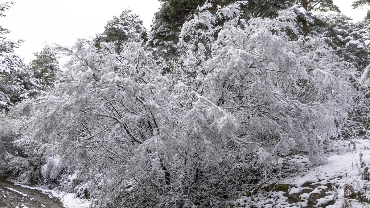 Fotogalería | La nieve cubre el norte de Extremadura