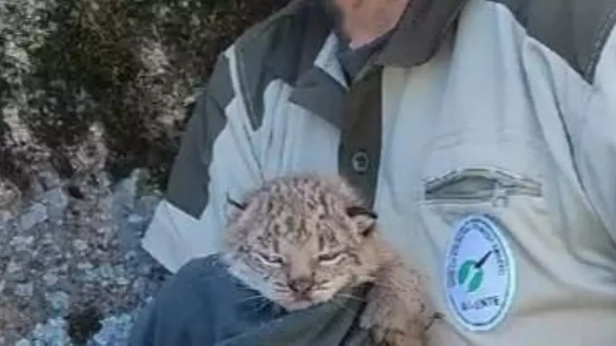 Wolf, Wonder y Wendy, las tres crías del lince atropellado en Navalmoral ya tienen hogar