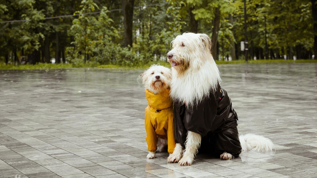 Existen varios consejos a tener en cuenta a la hora de pasear a un perro bajo la lluvia.