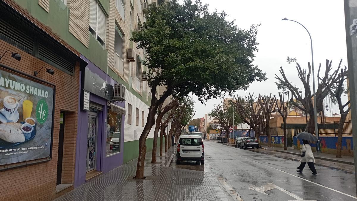 AMPA y vecinos, preocupados por las podas severas de los árboles, tras la caída de los dos ficus.
