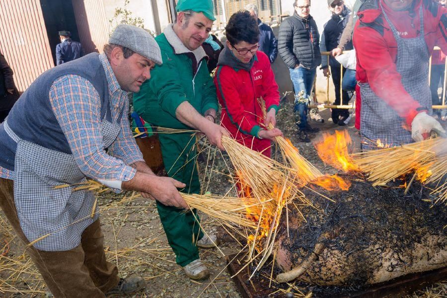 Matanza del cerdo en Tábara