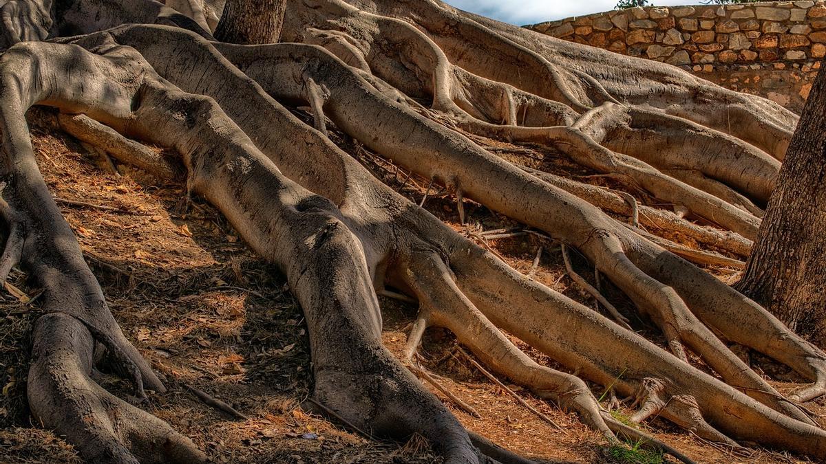 Los estudios sobre el Devónico indican que la extensión de las raíces de los árboles derivó en cambios minerales en el suelo y en el agotamiento del oxígeno en los ambientes acuáticos, promoviendo una extinción masiva.