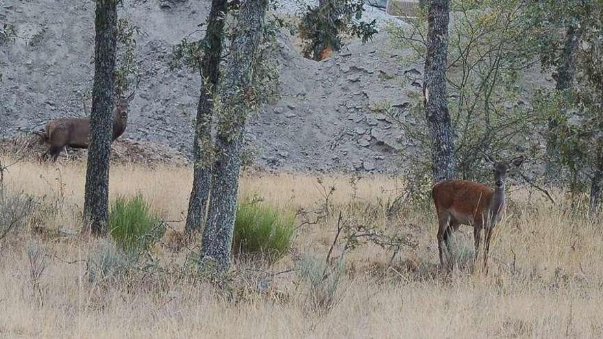 Un ciervo y una cierva en una zona de matorral de Calabor.