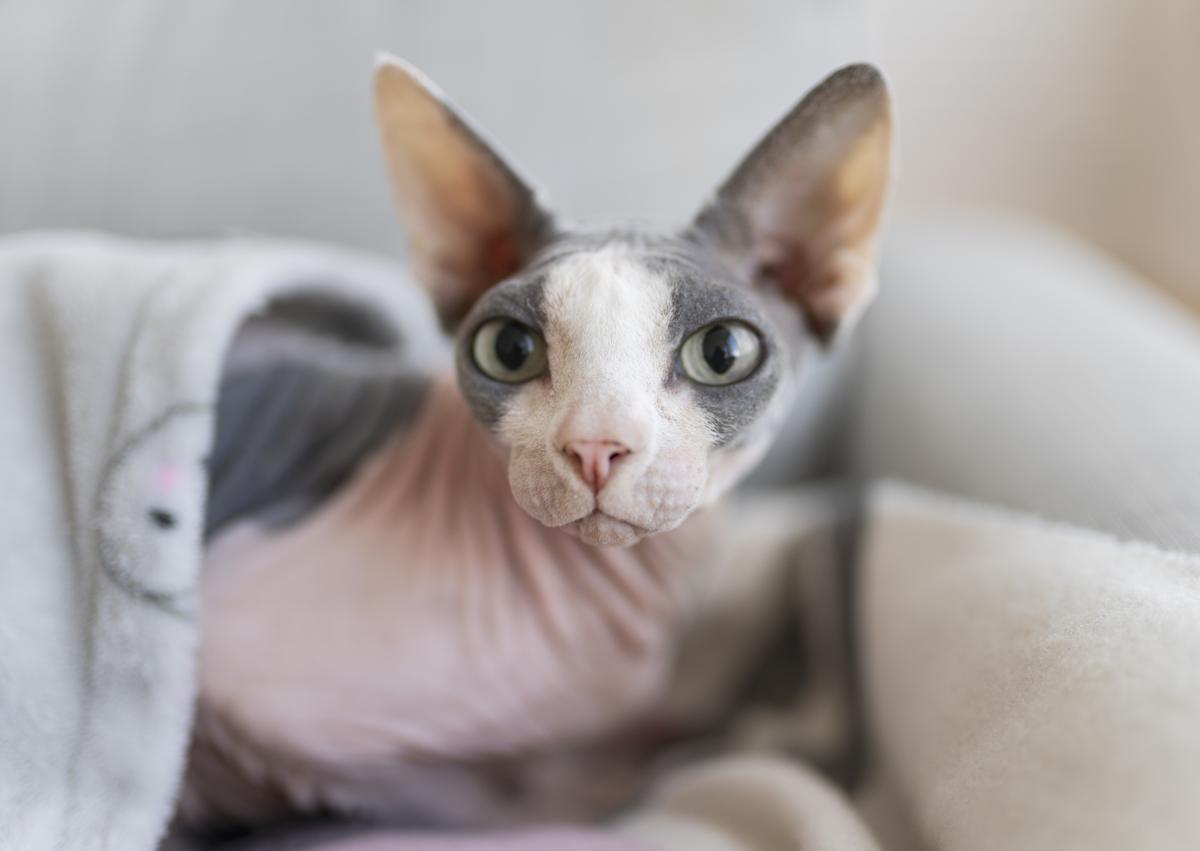 ¿Estás pensando en adoptar un gato Sphynx? Aquí te damos algunos consejos importantes