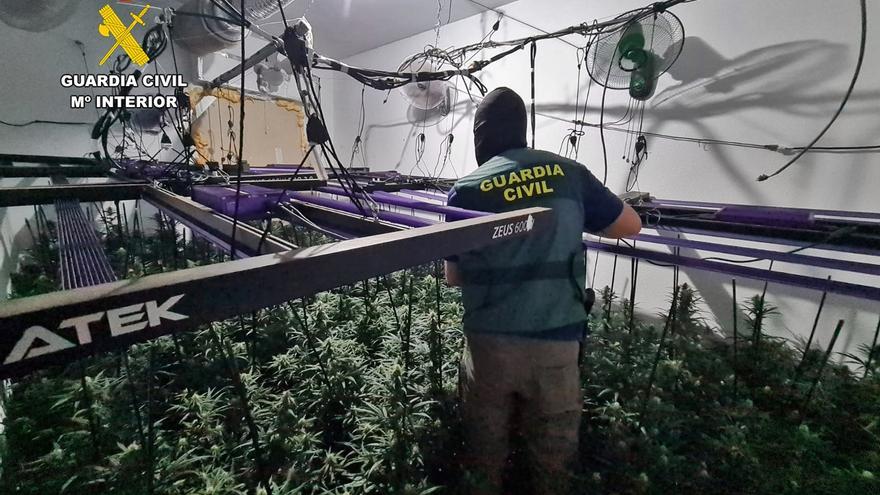 Desmantelan dos plantaciones de marihuana en viviendas de Trujillanos