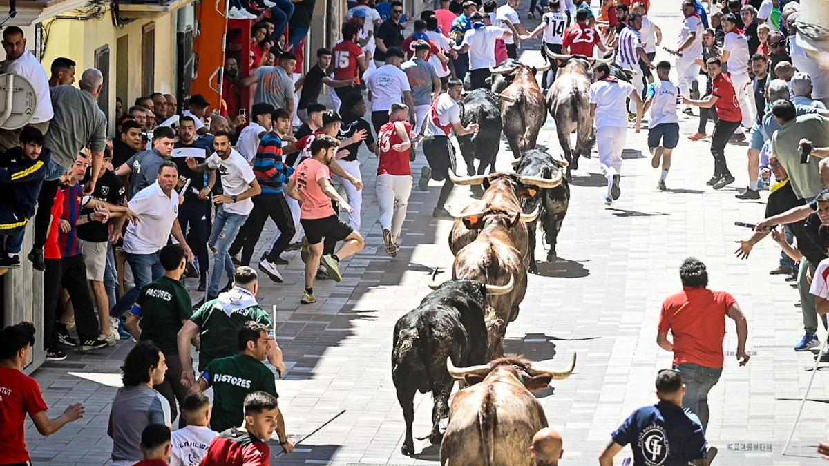 Almassora vibra con el encierro de cerriles de Gerardo Ortega