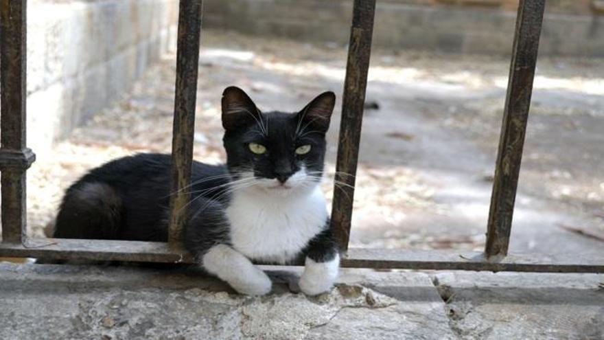 Un gato mira a la cámara desde el interior de la Cárcel Vieja, en Murcia.