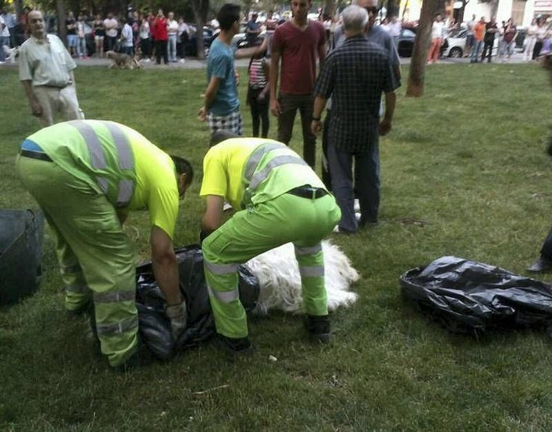 Fotogalería: Rechazo vecinal a la muerte del perro de Las Delicias