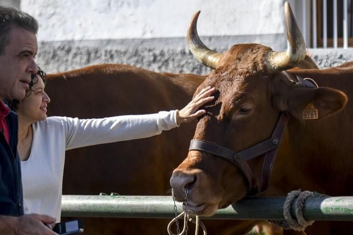 08-12-19 GRAN CANARIA. JINAMAR. JINAMAR. TELDE. Fiesta de la Inmaculade Concepcion y de la Caña Dulce de Jinamar, feria de ganado, procesión.. Fotos: Juan Castro.  | 08/12/2019 | Fotógrafo: Juan Carlos Castro