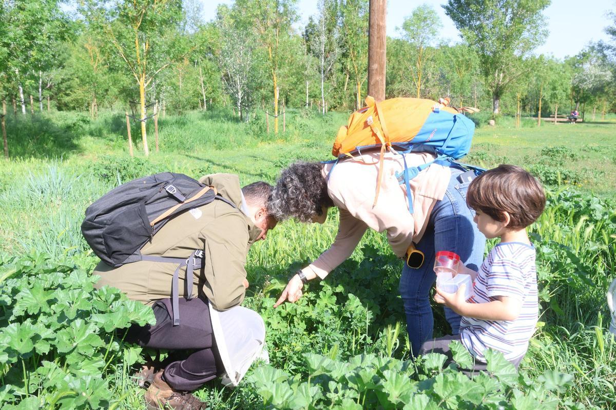 Unes 85 perosnes aficionades a la natura han participat al Bioblitz
