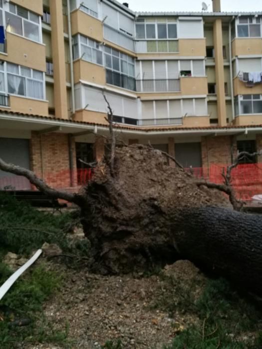 La pluja tomba un gran arbre al barri de la Font