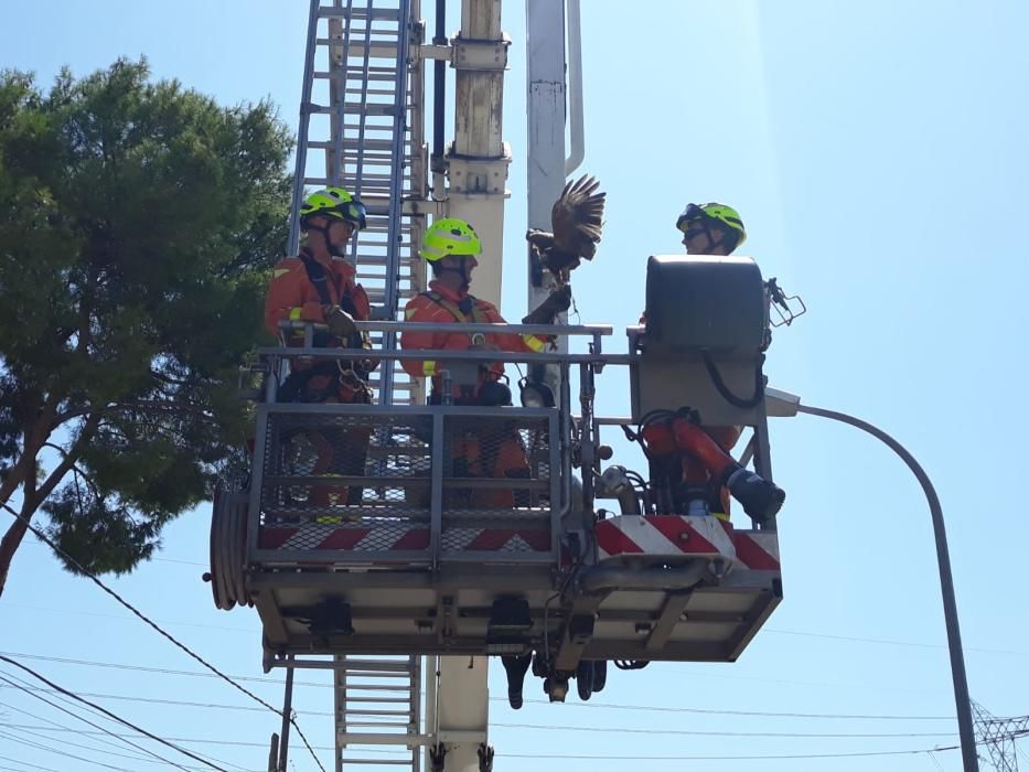 Los bomberos rescatan a un halcón atrapado en un árbol en l'Eliana