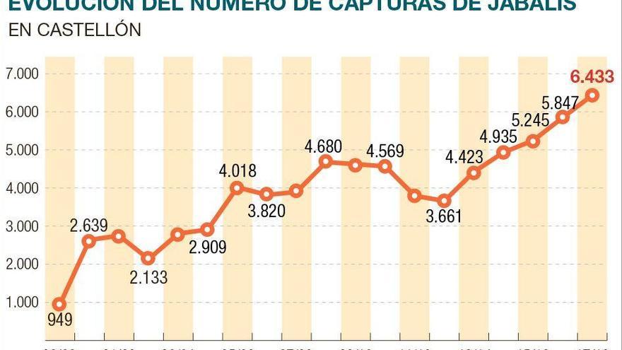 La plaga de jabalís no cesa pese a abatir 22.000 en 4 años en Castellón