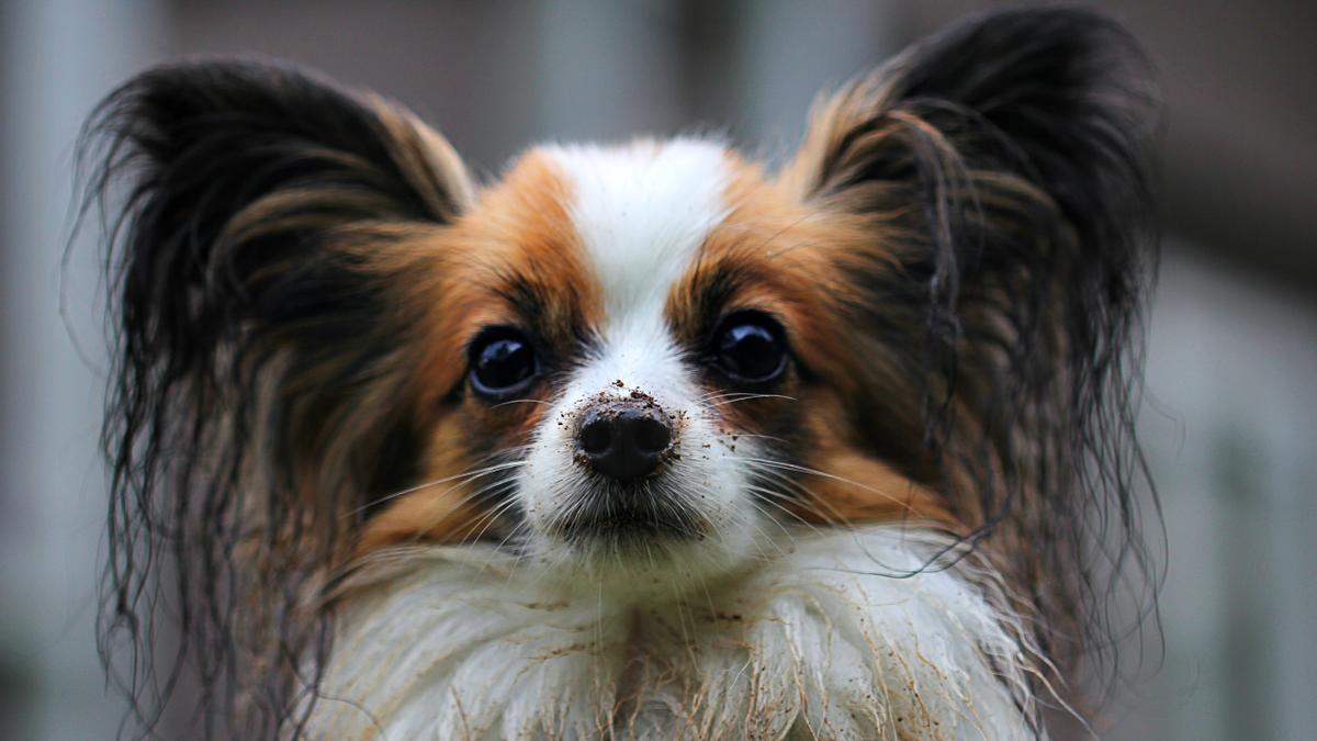 El Papillón es una de las razas de perros pequeños ideales para vivir en pisos