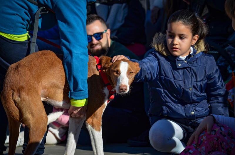 Fundación Bioparc y AUPA celebran el 15º Desfiles de perros abandonados