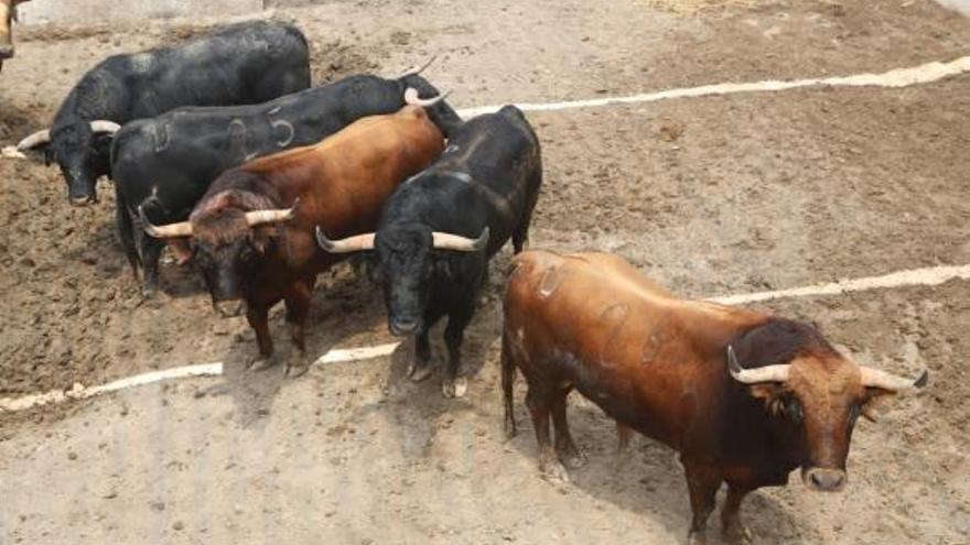 Los toros de Daniel Ruiz que hoy se lidian en el coso alicantino.