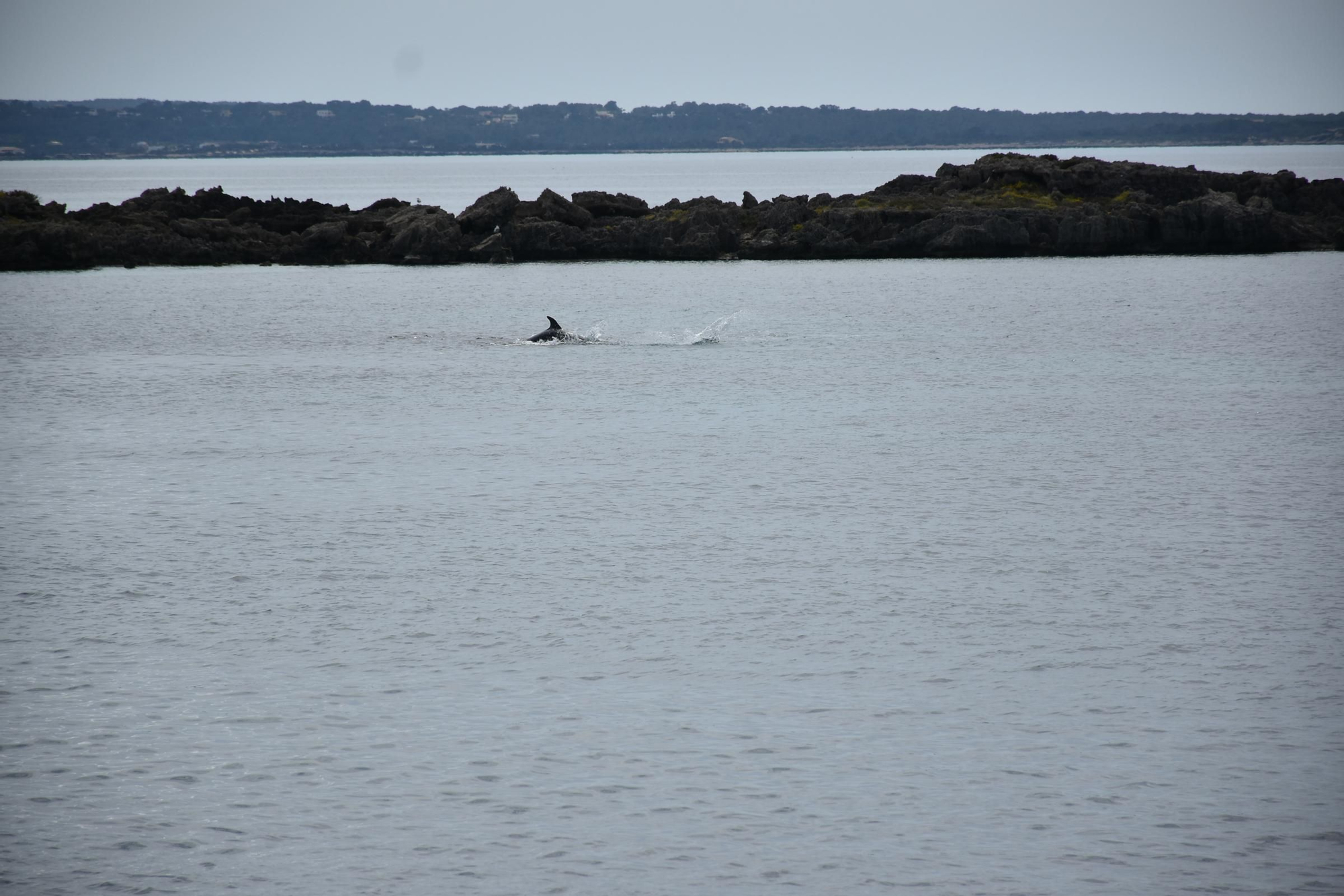 Delfines en  s'Espalmador